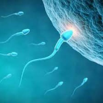 fertilidad fertilizacion